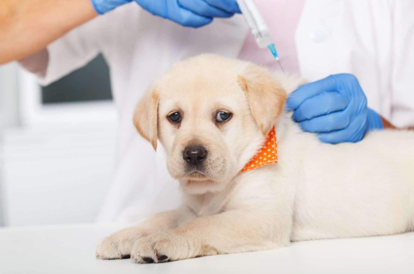 lindo cachorro de labrador recibiendo una vacuna en el veterinario