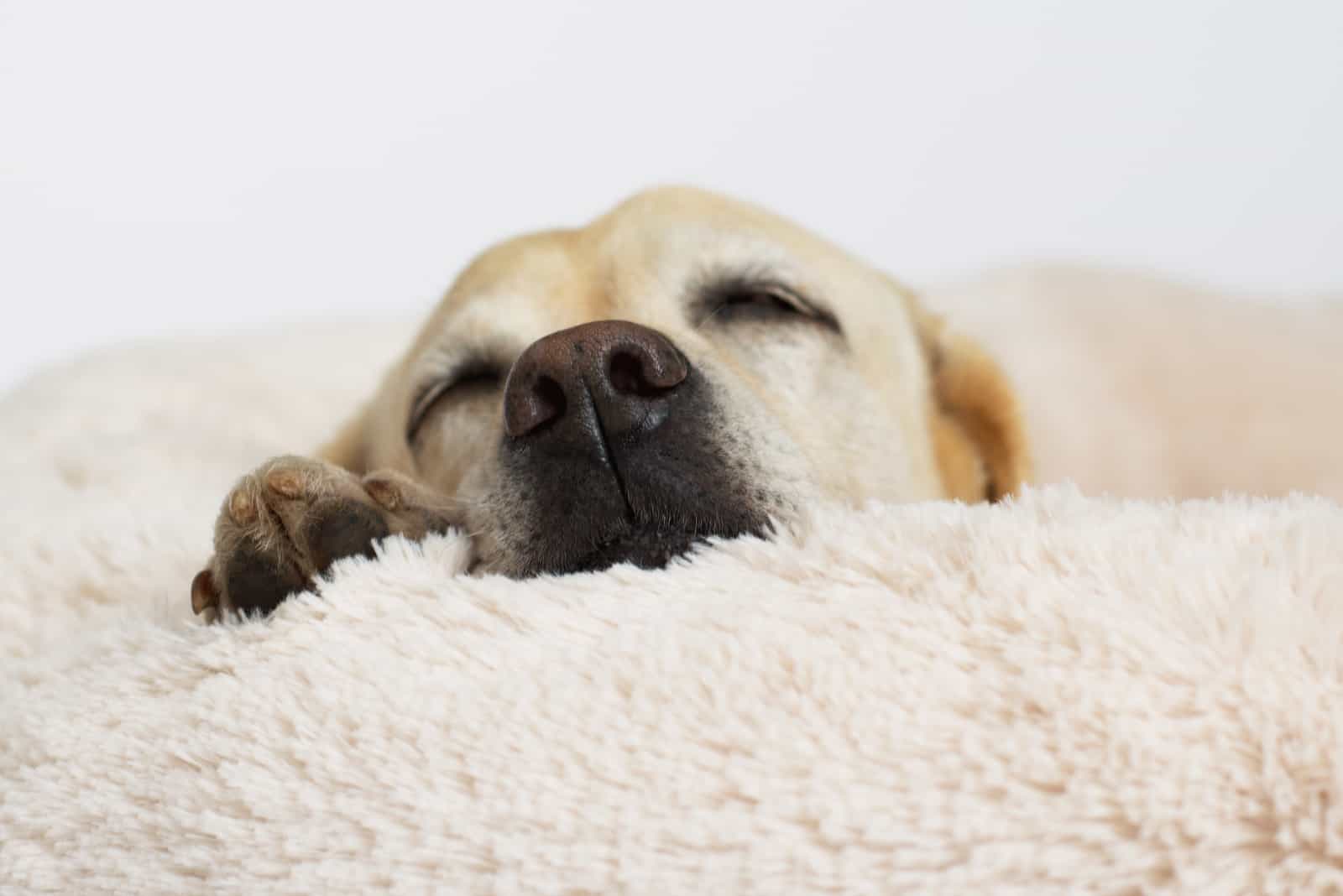 labrador lindo durmiendo en una cama de perro
