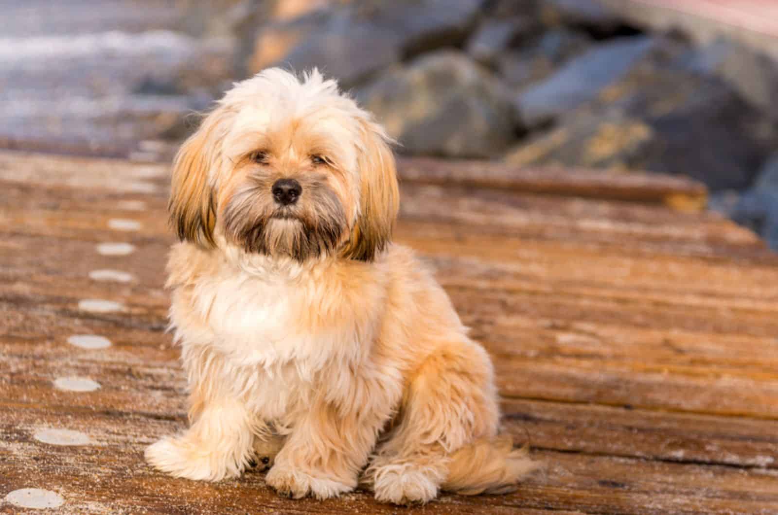 lindo cachorro lhasa apso en la playa
