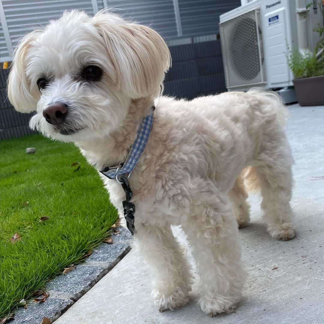lindo pequeño cachorro de Maltés al aire libre