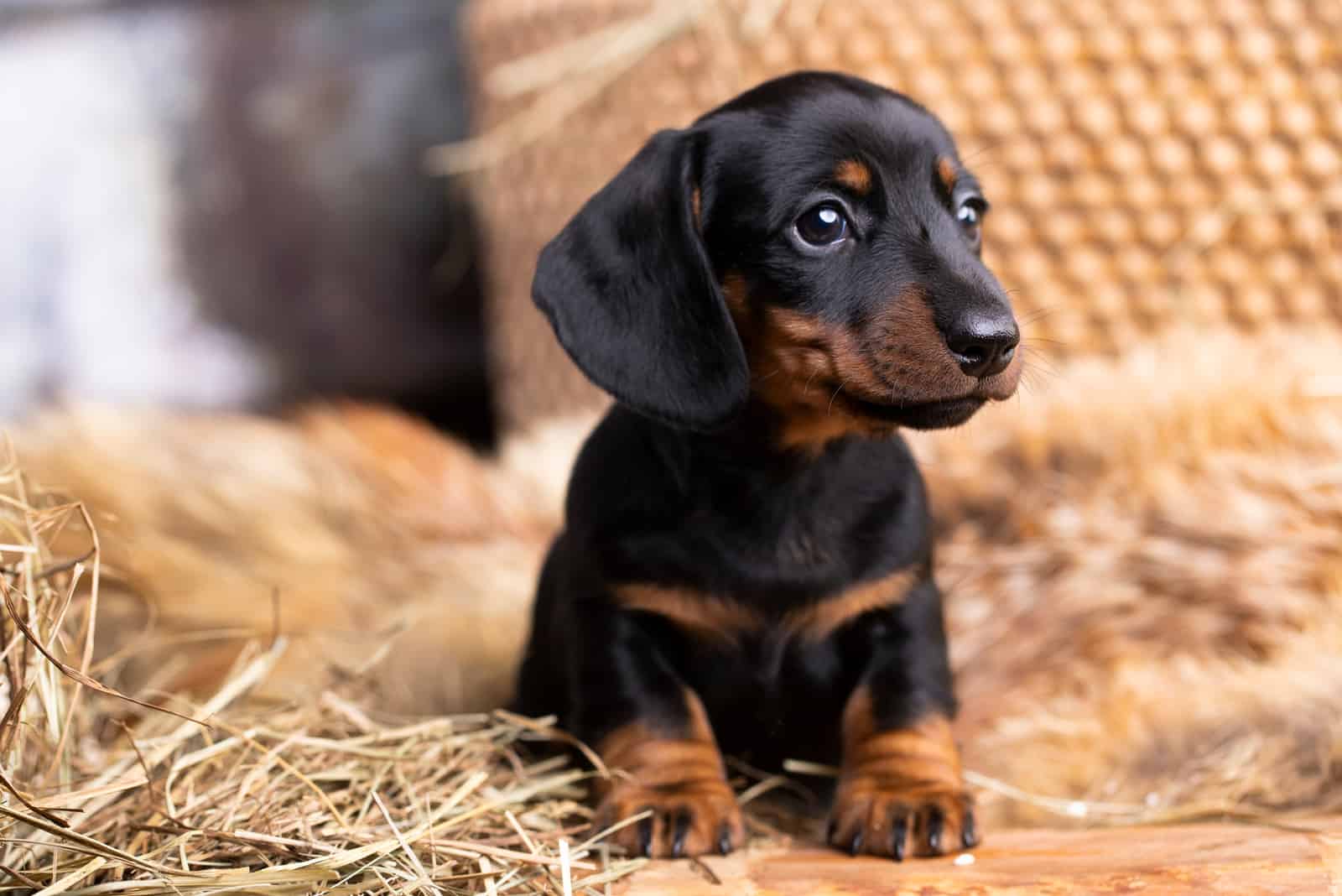 pequeño dachshund lindo tumbado sobre la paja