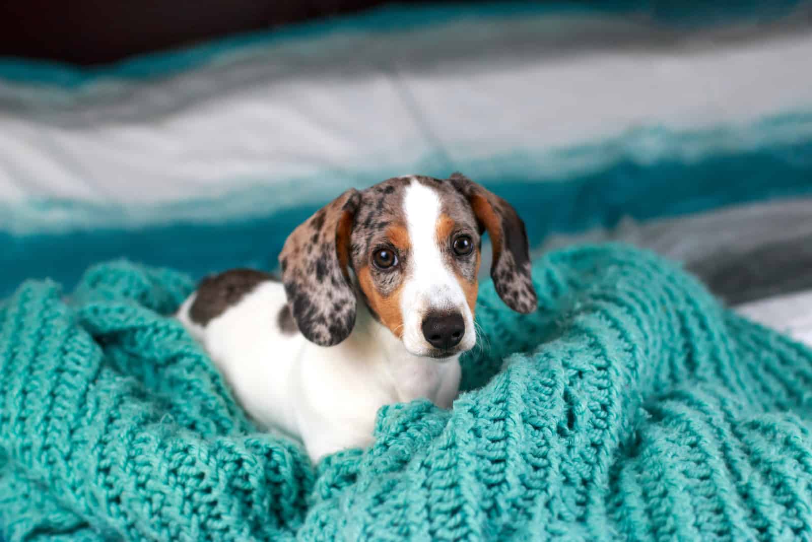 Pequeño cachorro de dachshund acostado en su manta azul cómoda mirando hacia arriba