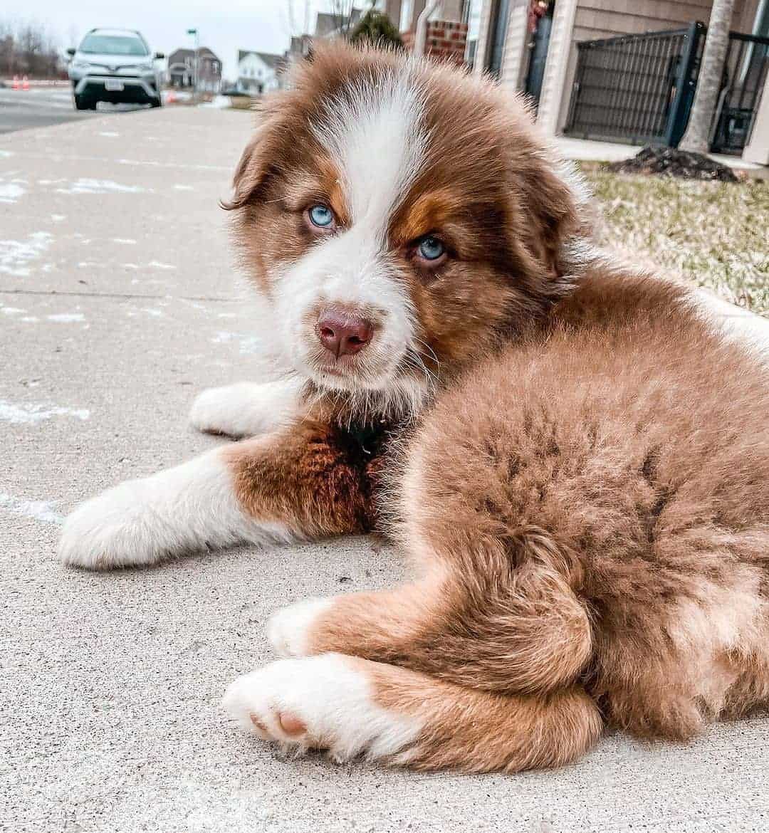 lindo cachorro pequeño con ojos azules