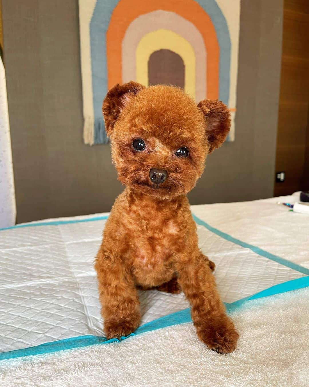 lindo pequeño caniche rojo