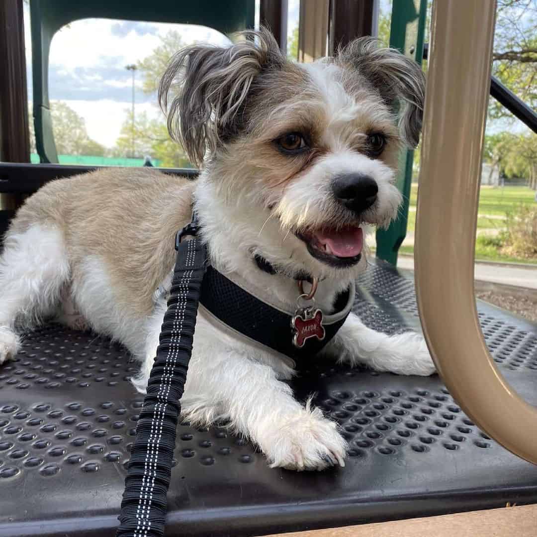 adorable pequeño perro shorgi al aire libre