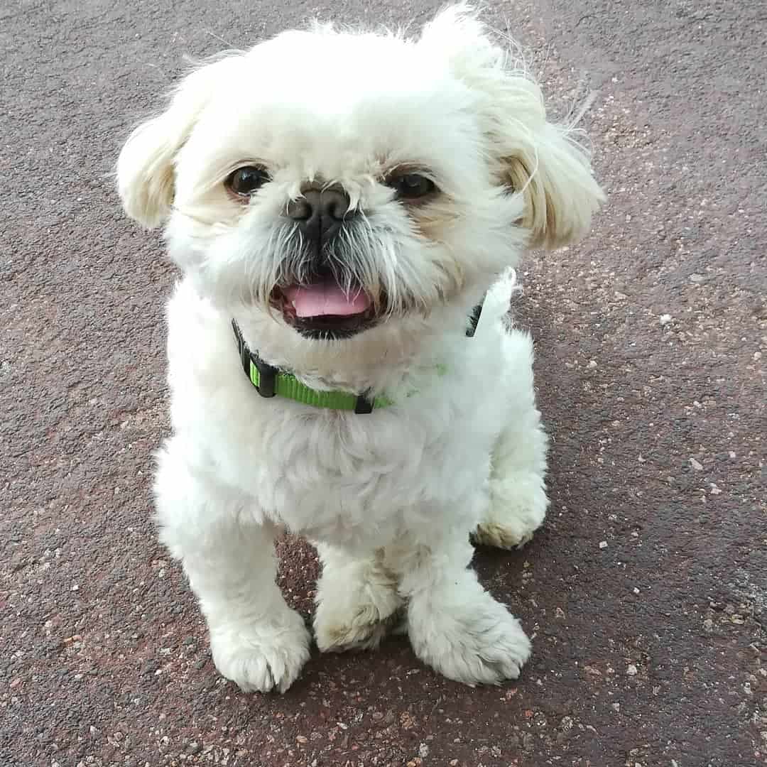 lindo pequeño shih tzu blanco al aire libre