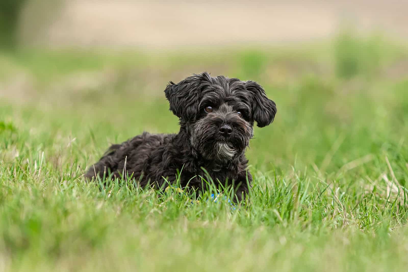 lindo perrito yorkiepoo acostado en un prado