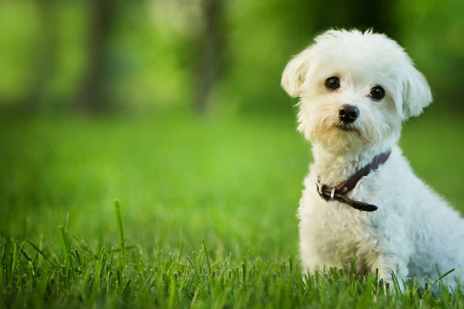 lindo perro maltés sentado en el césped