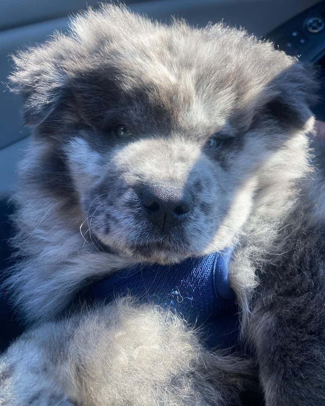lindo cachorro chow chow merle