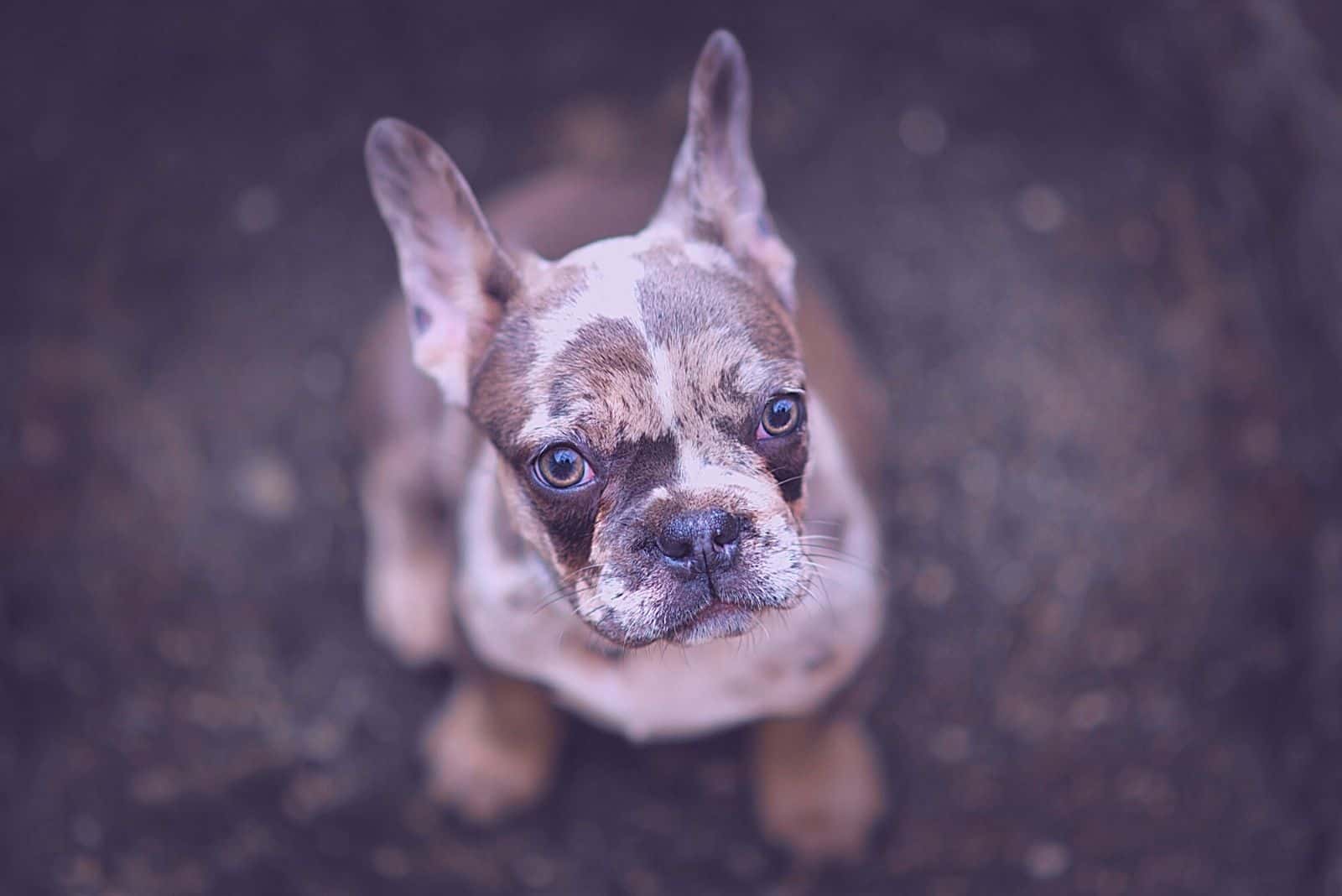 lindo cachorro de bulldog de color merle mirando a la cámara desde un ángulo superior
