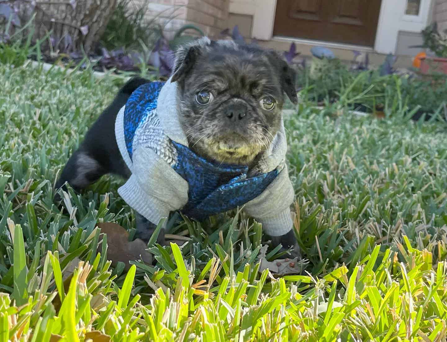 lindo pug merle vistiendo ropa