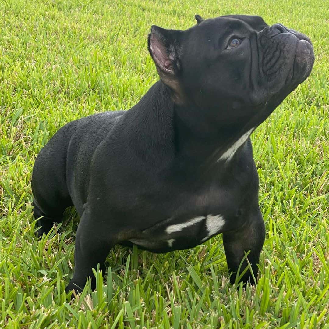 lindo micro exotic bully