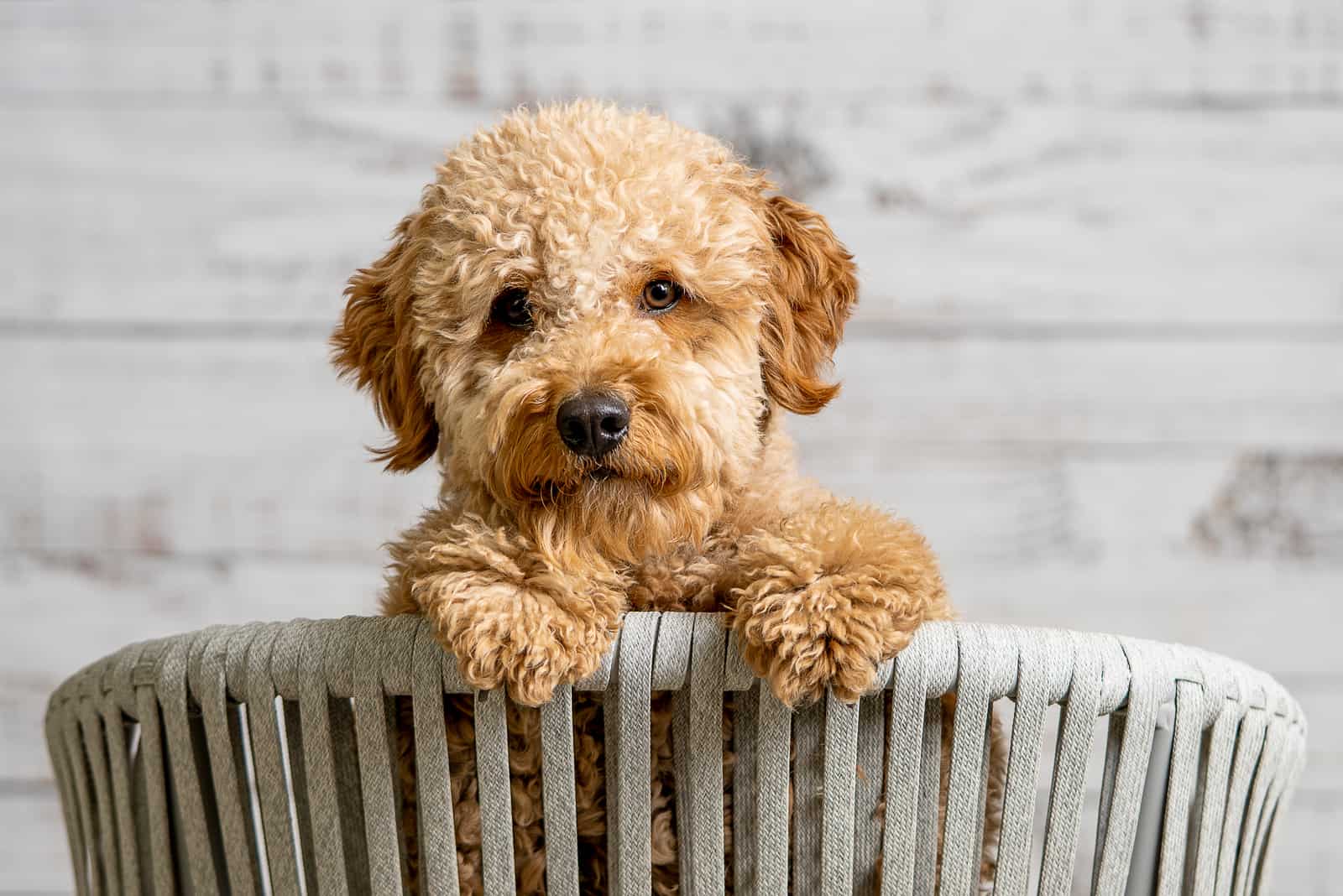 cachorro mini golden doodle
