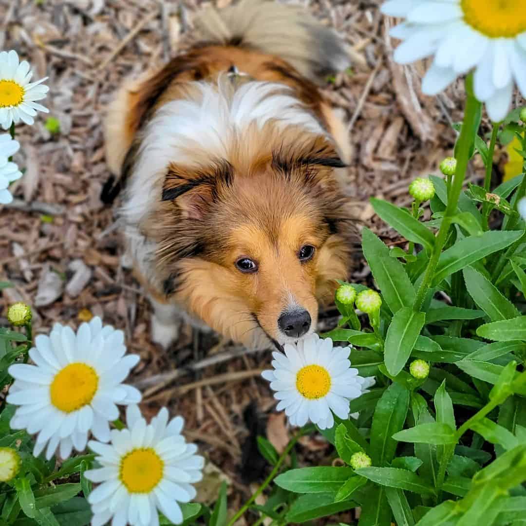 lindo perro pastor de shetland miniatura