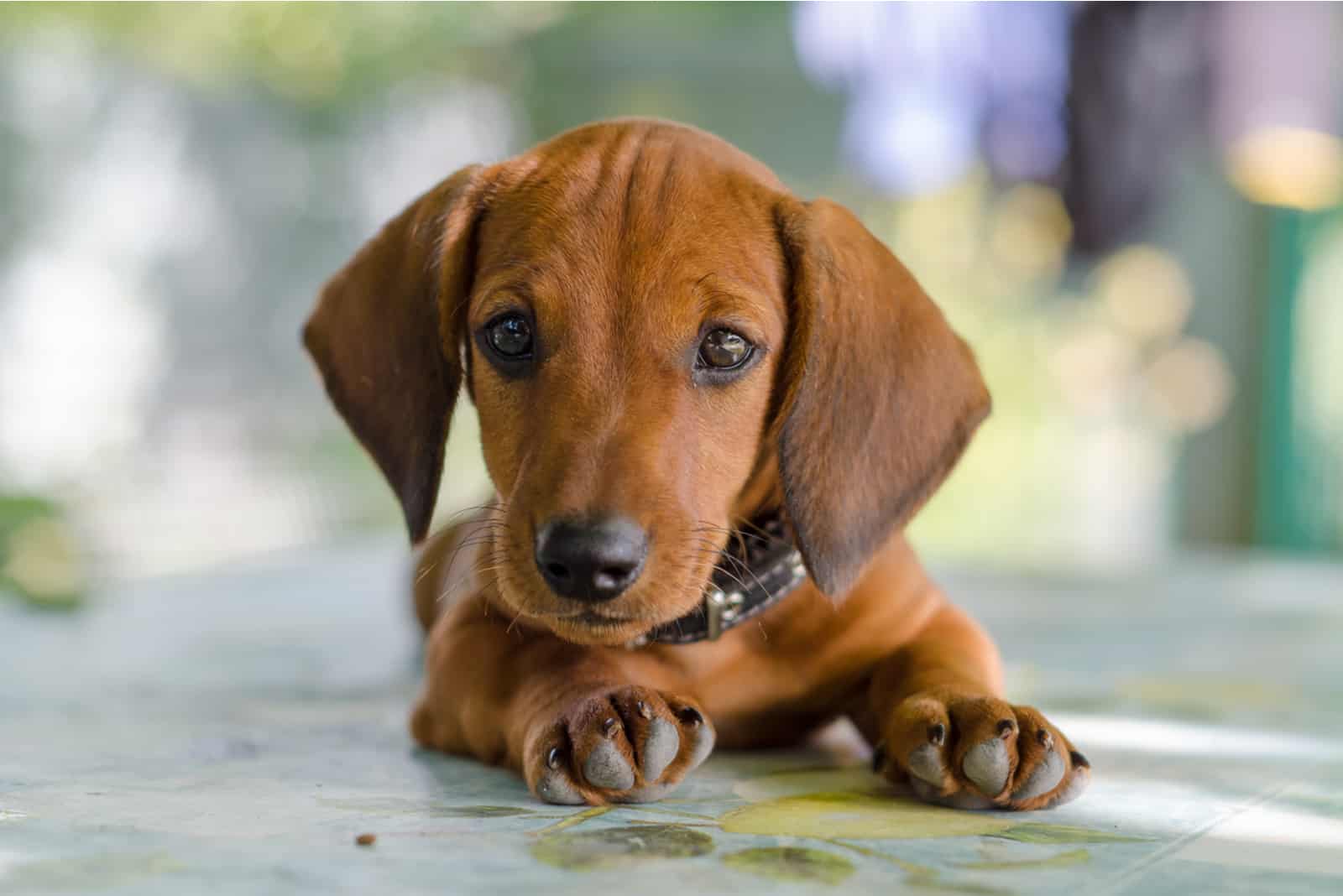 dachshund miniatura lindo en el suelo