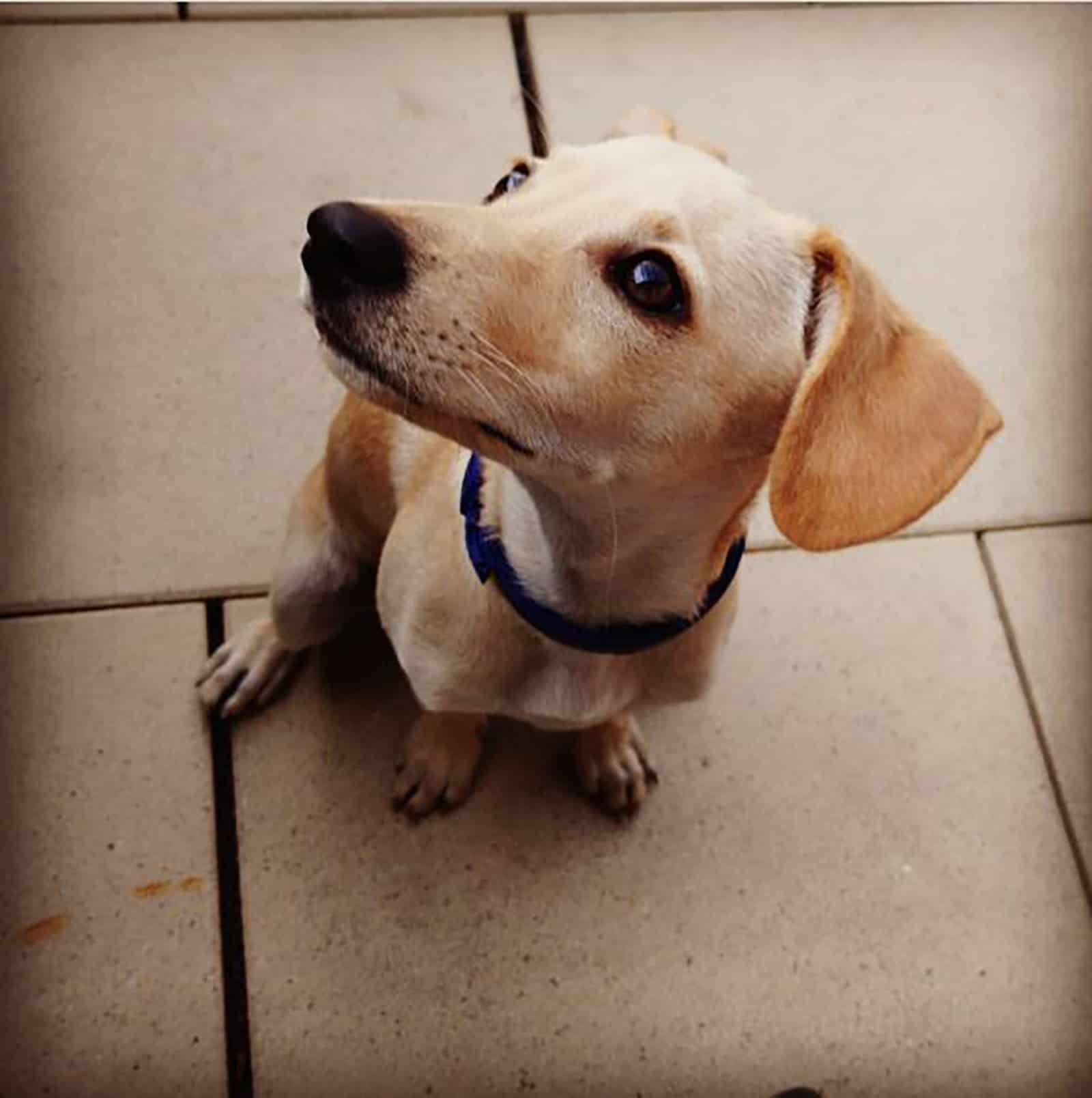 labrador miniatura sentado en el suelo