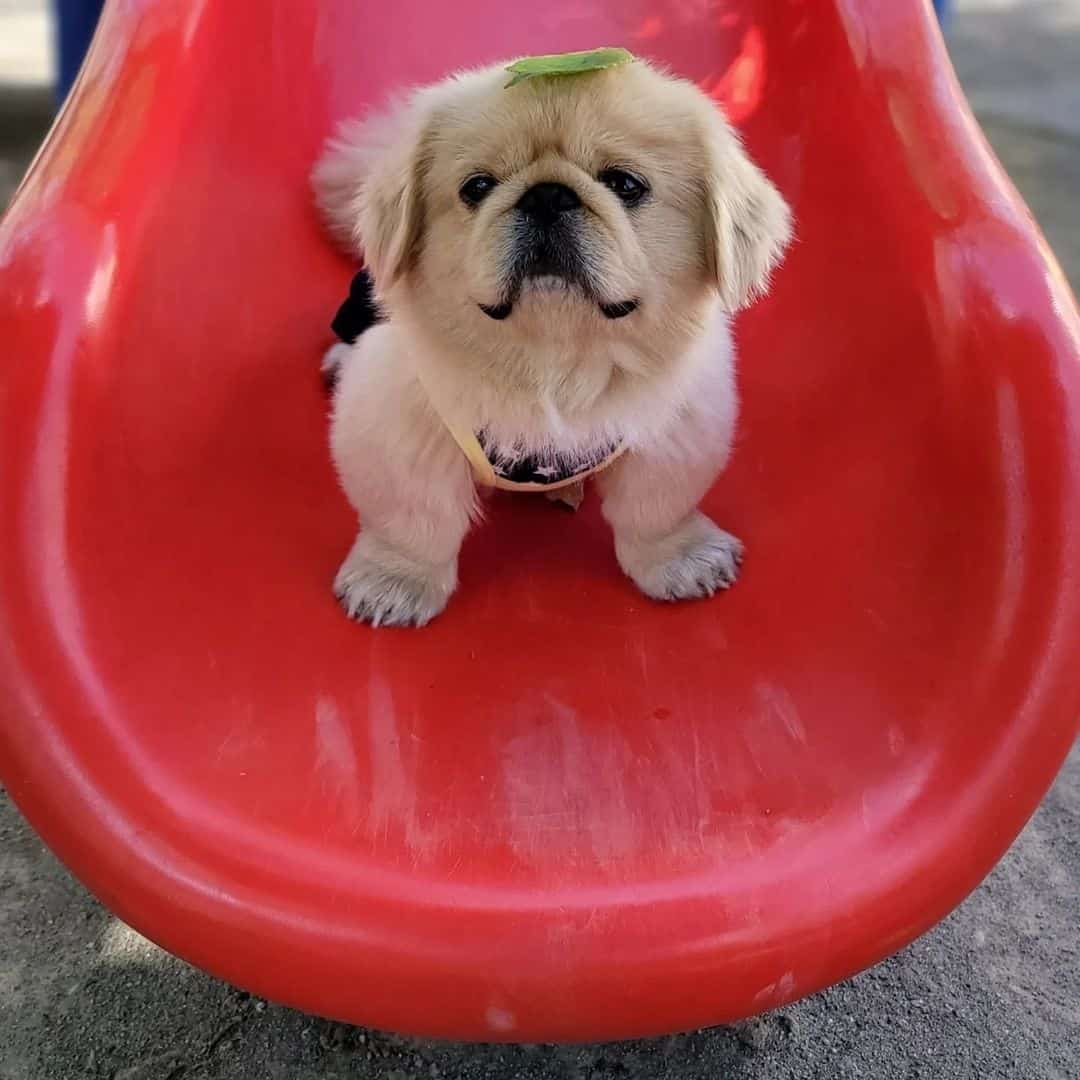 lindo perro pequinés shih tzu en el parque