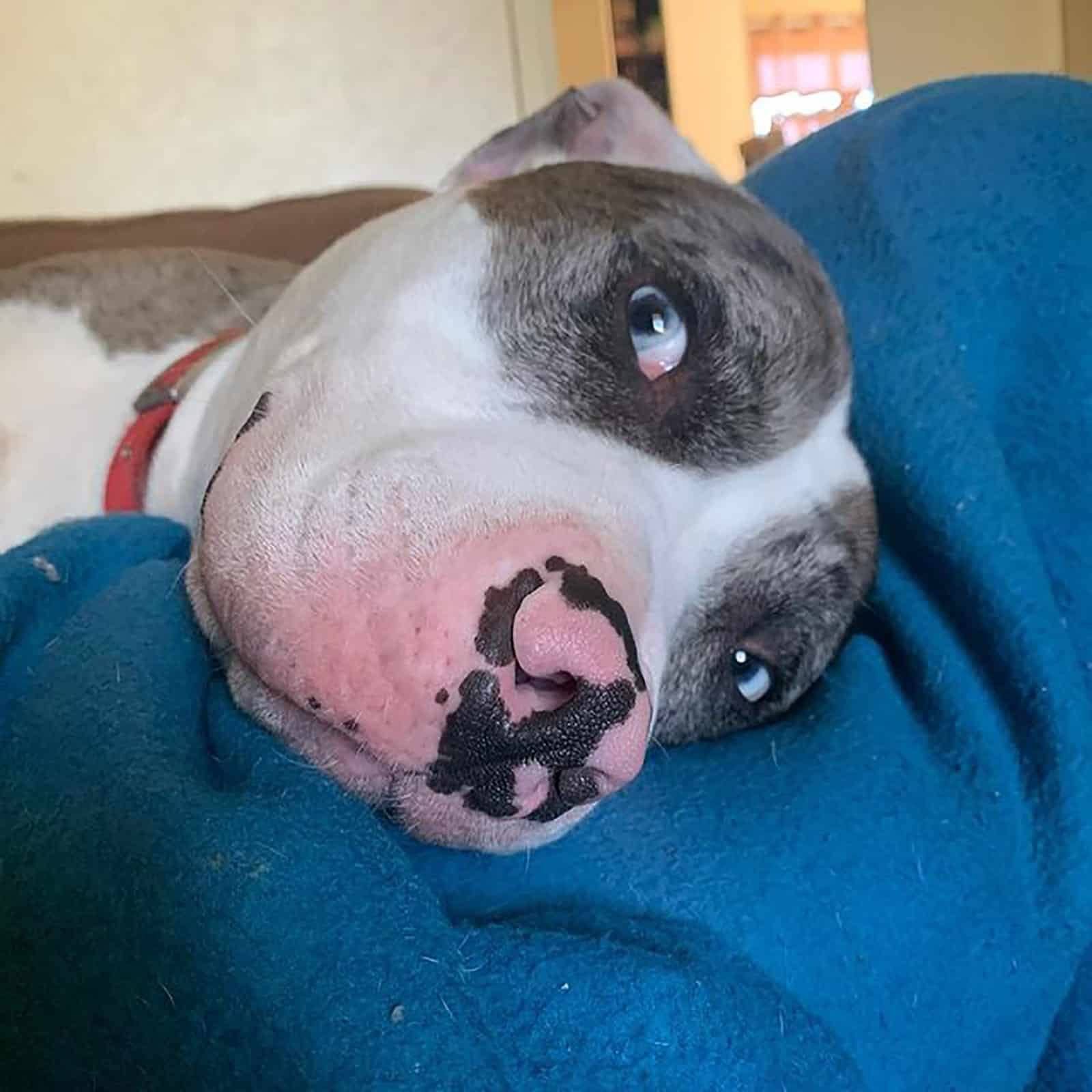 lindo perro pastor australiano pitbull acostado en la manta