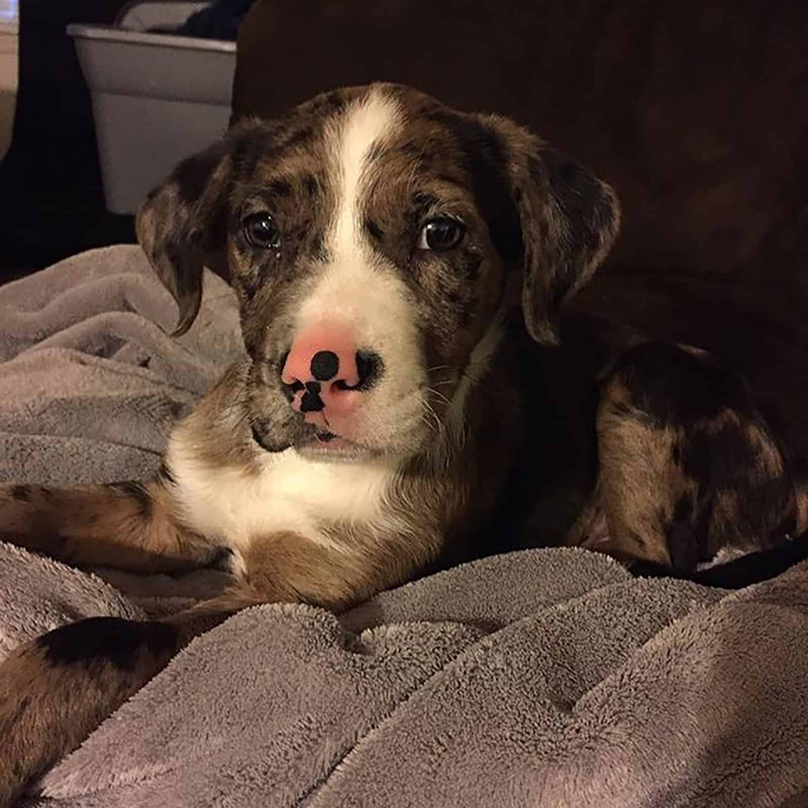 lindo cachorro mestizo pitbull pastor australiano acostado sobre la cama