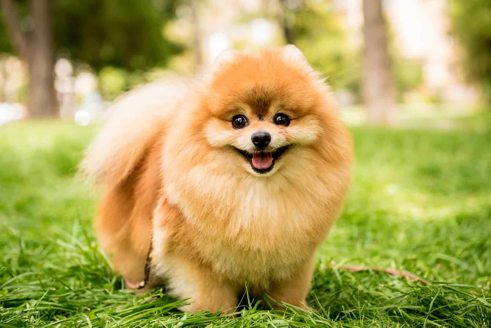 lindo perro pomerania en el parque
