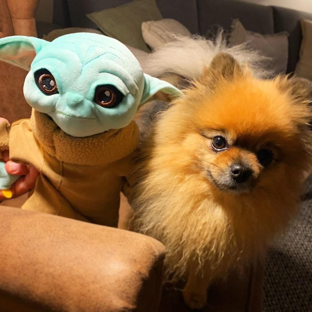 lindo pomerania con juguete de yoda