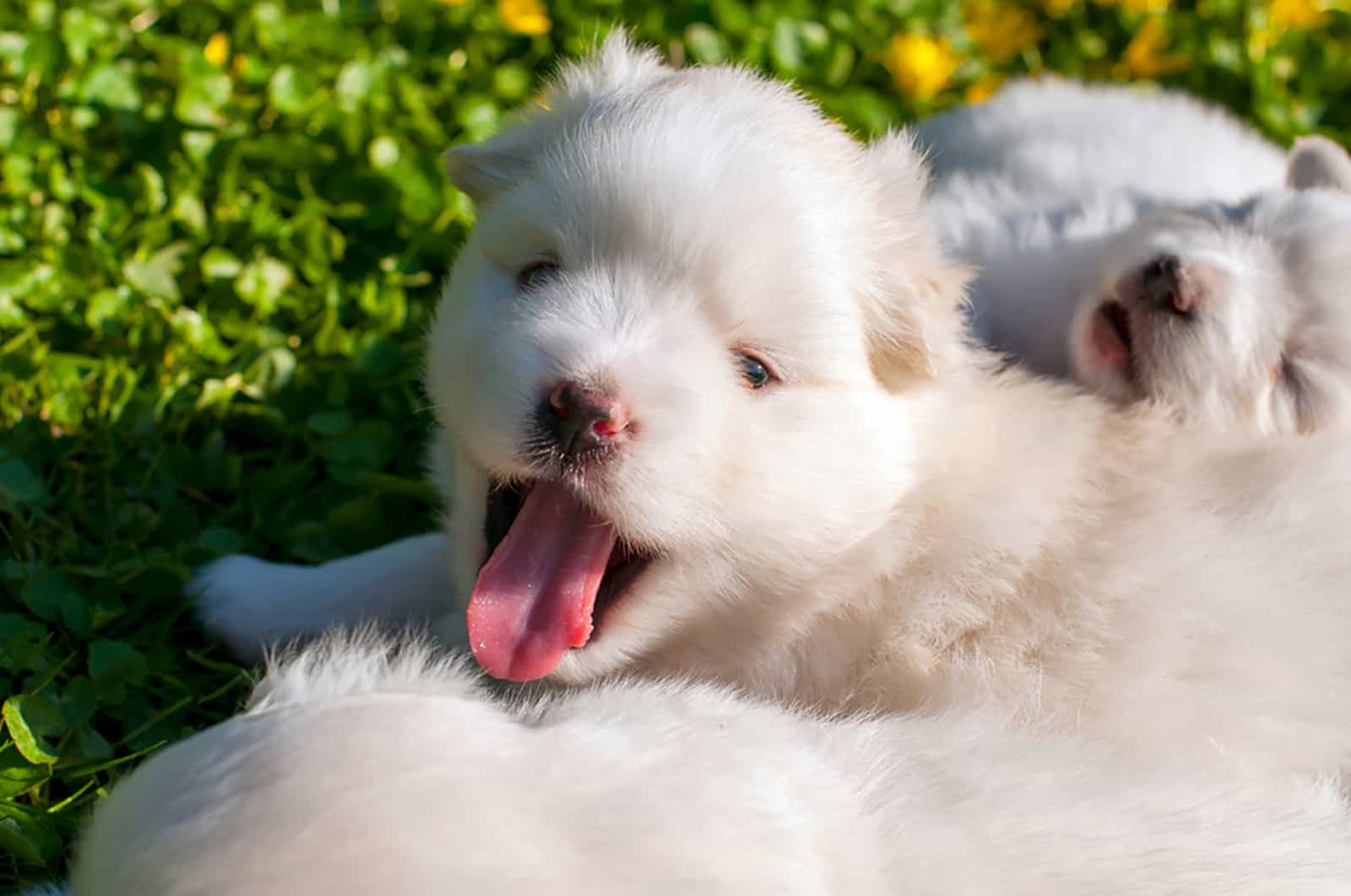 adorables cachorros de pomsky en el césped