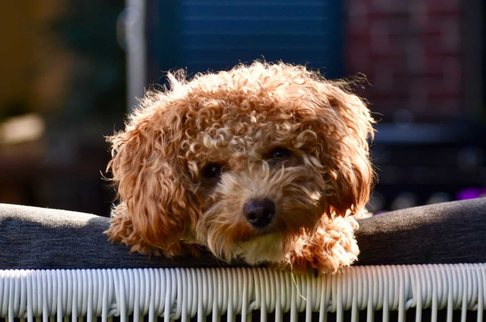 lindo cachorro poochon