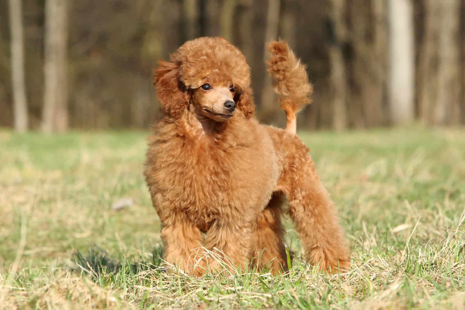 poodle lindo parado afuera