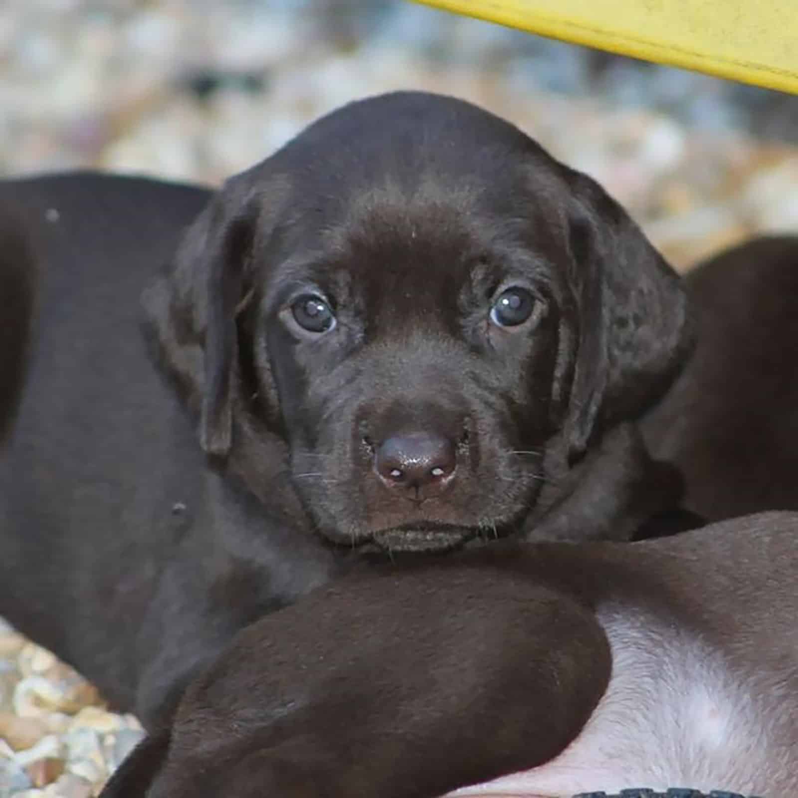 lindo cachorro pudelpointer mirando a la cámara