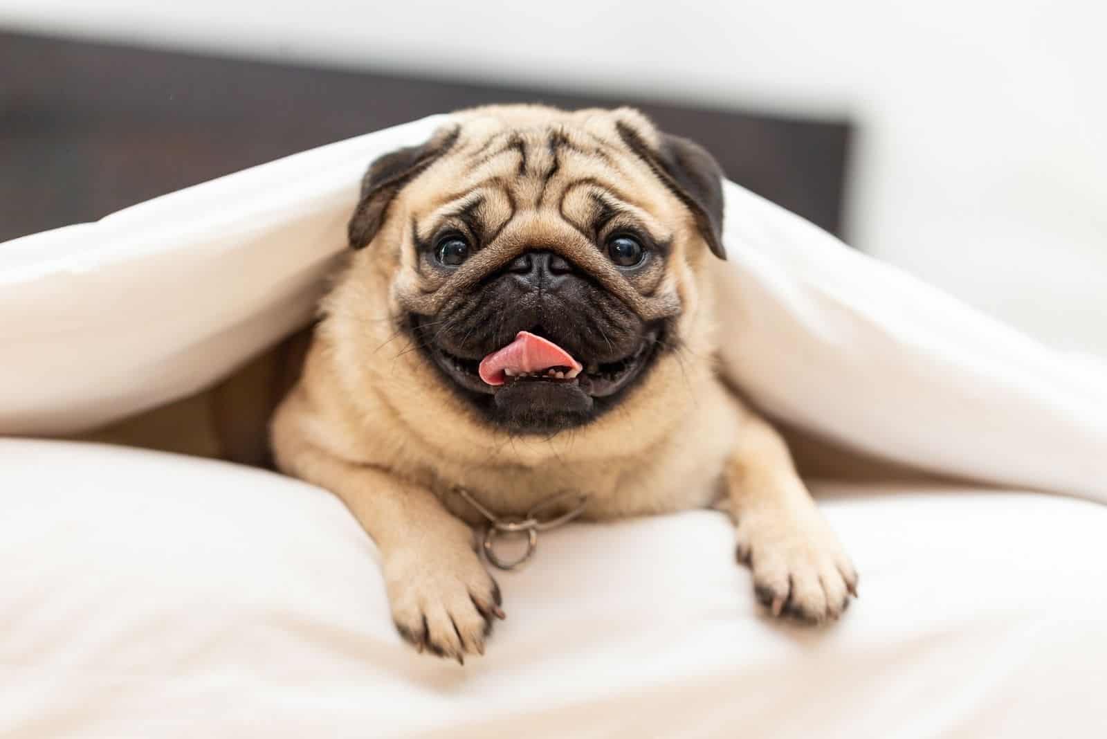 lindo pug tumbado en la cama debajo de las sábanas