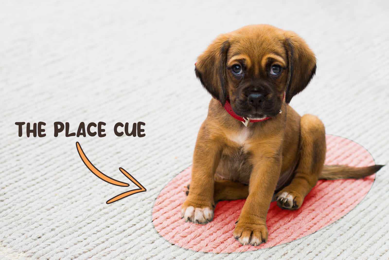 cachorro lindo en señal de lugar