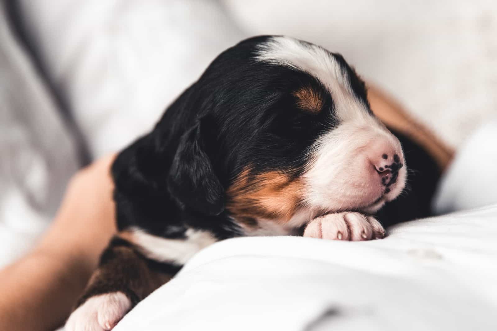 cachorro lindo durmiendo en las manos de su dueño