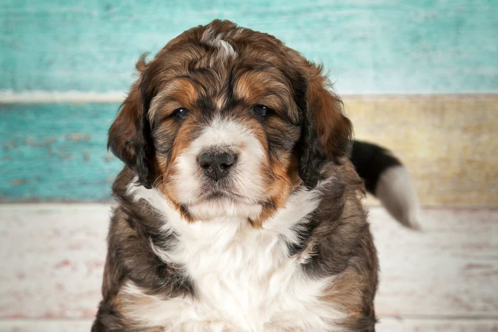 cachorro lindo de pie contra una pared con palet de madera colorido