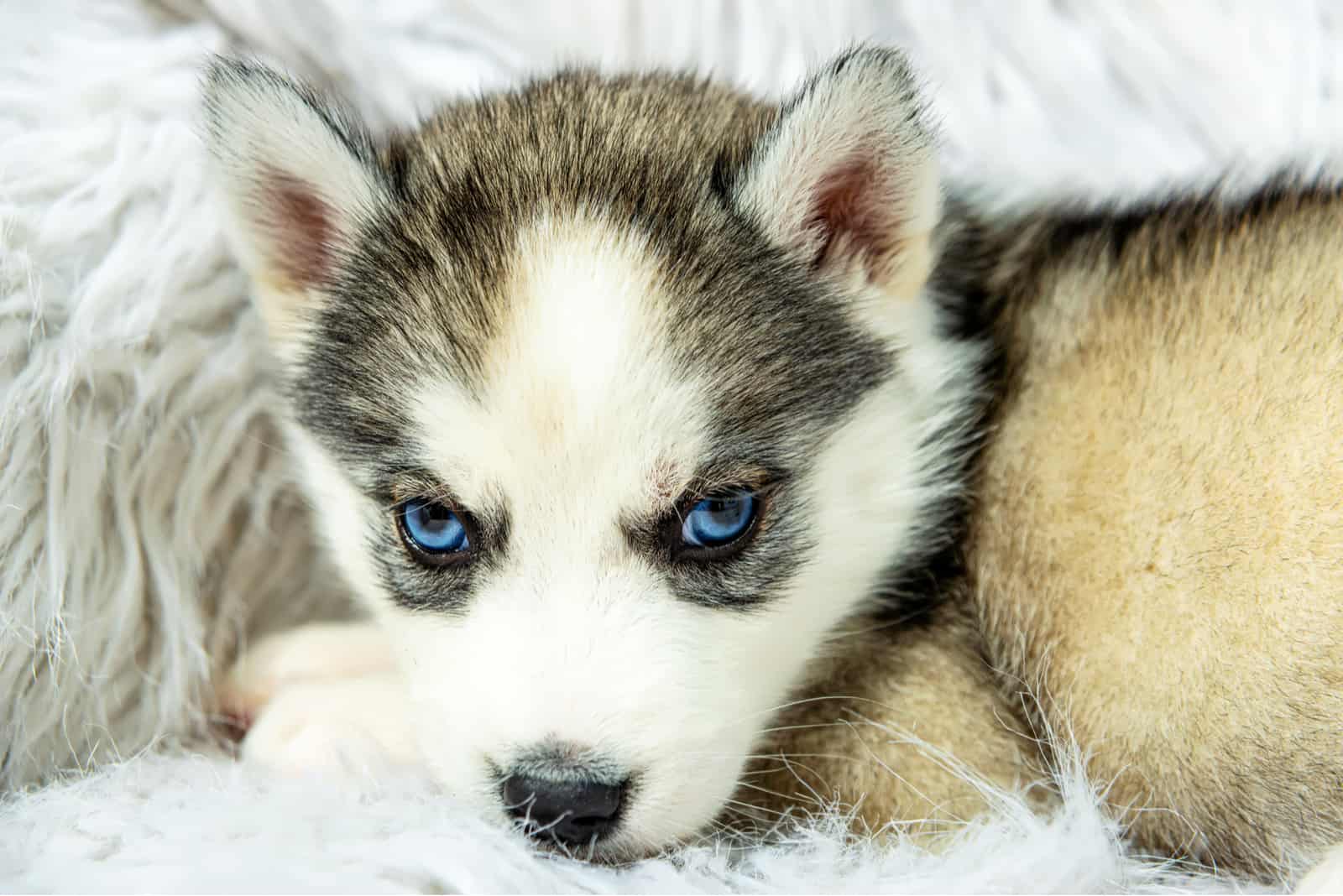 dulce cachorro con ojos azules