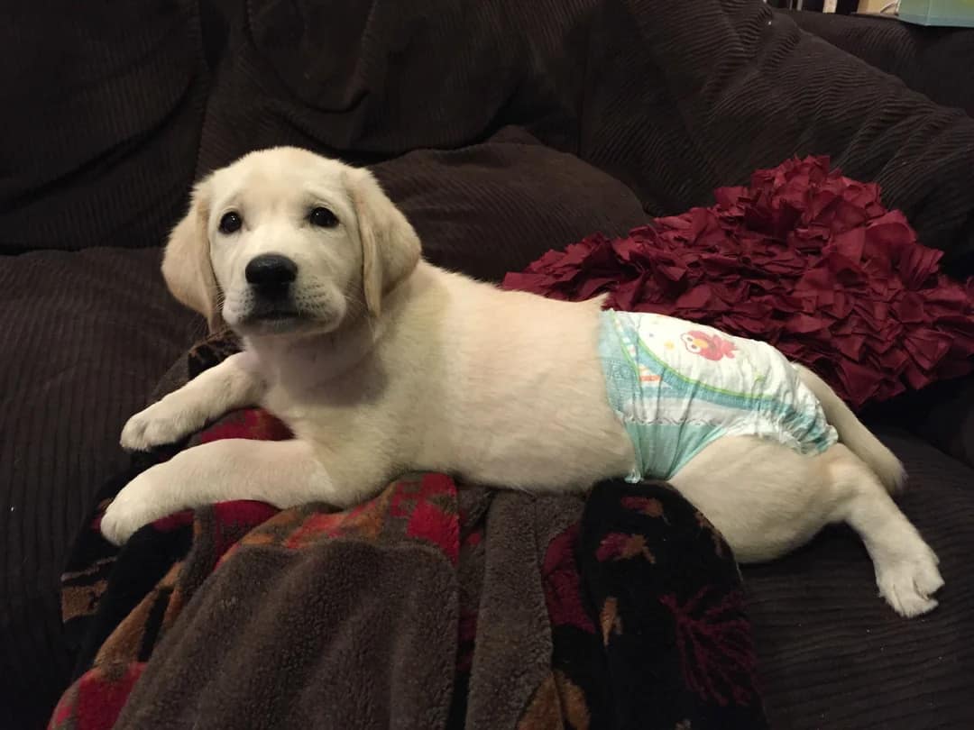 lindo cachorro con pañal acostado en el sofá