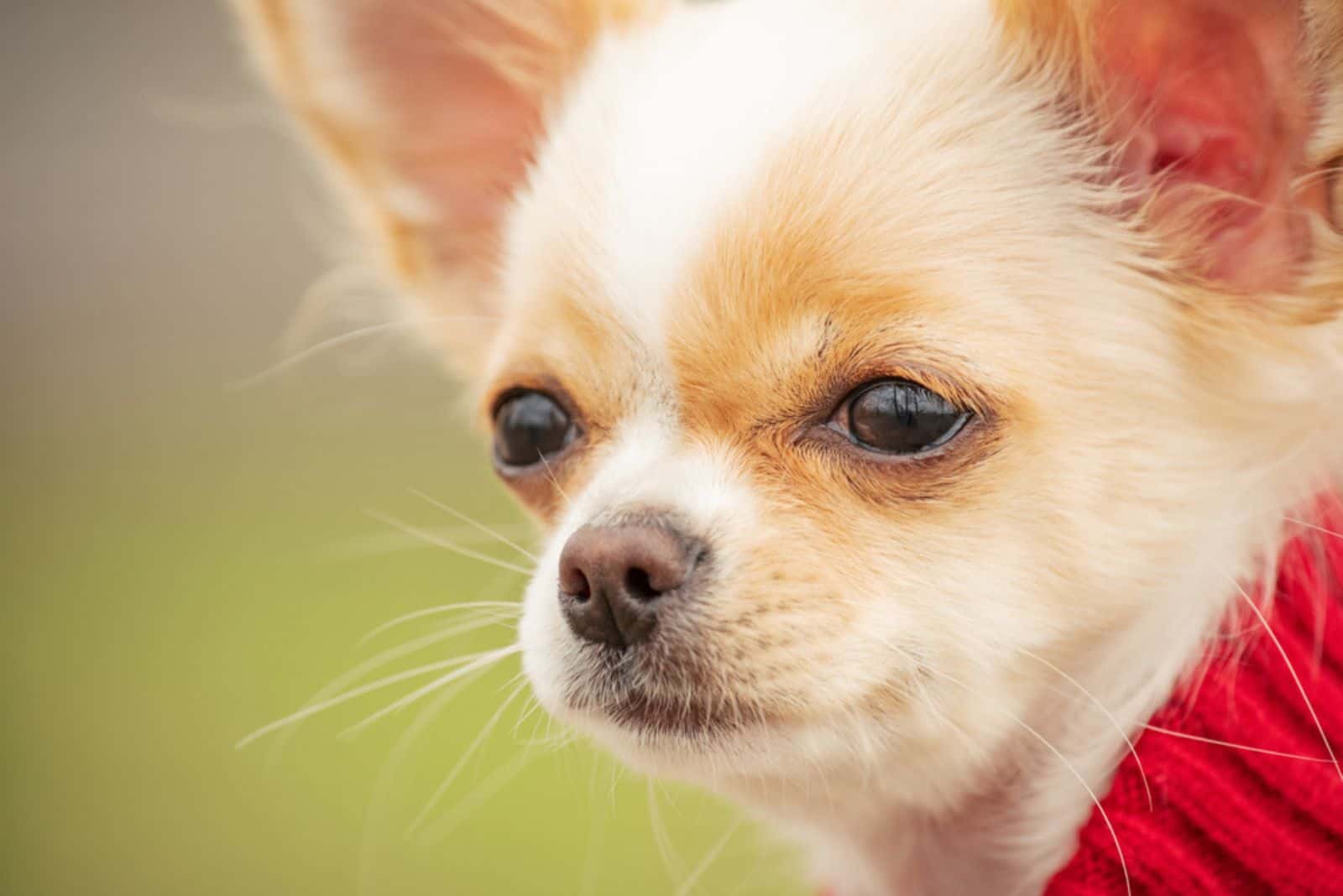 chihuahua de raza pura con un suéter rojo en primavera