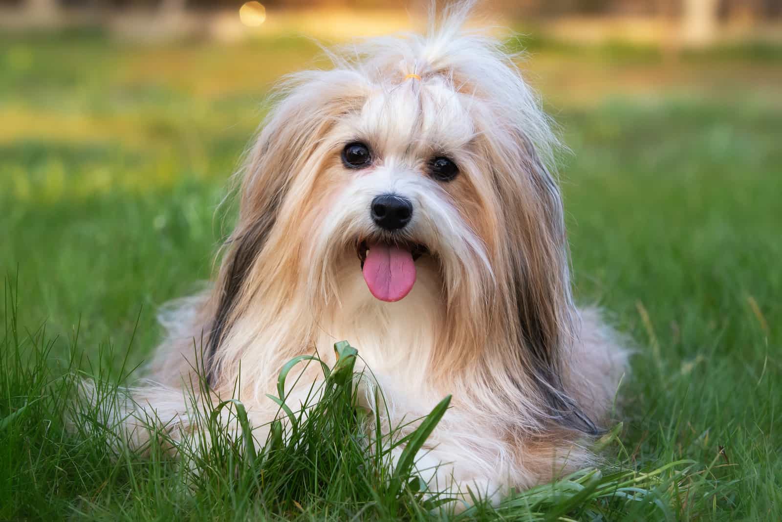 lindo cachorro Havanese de raza pura