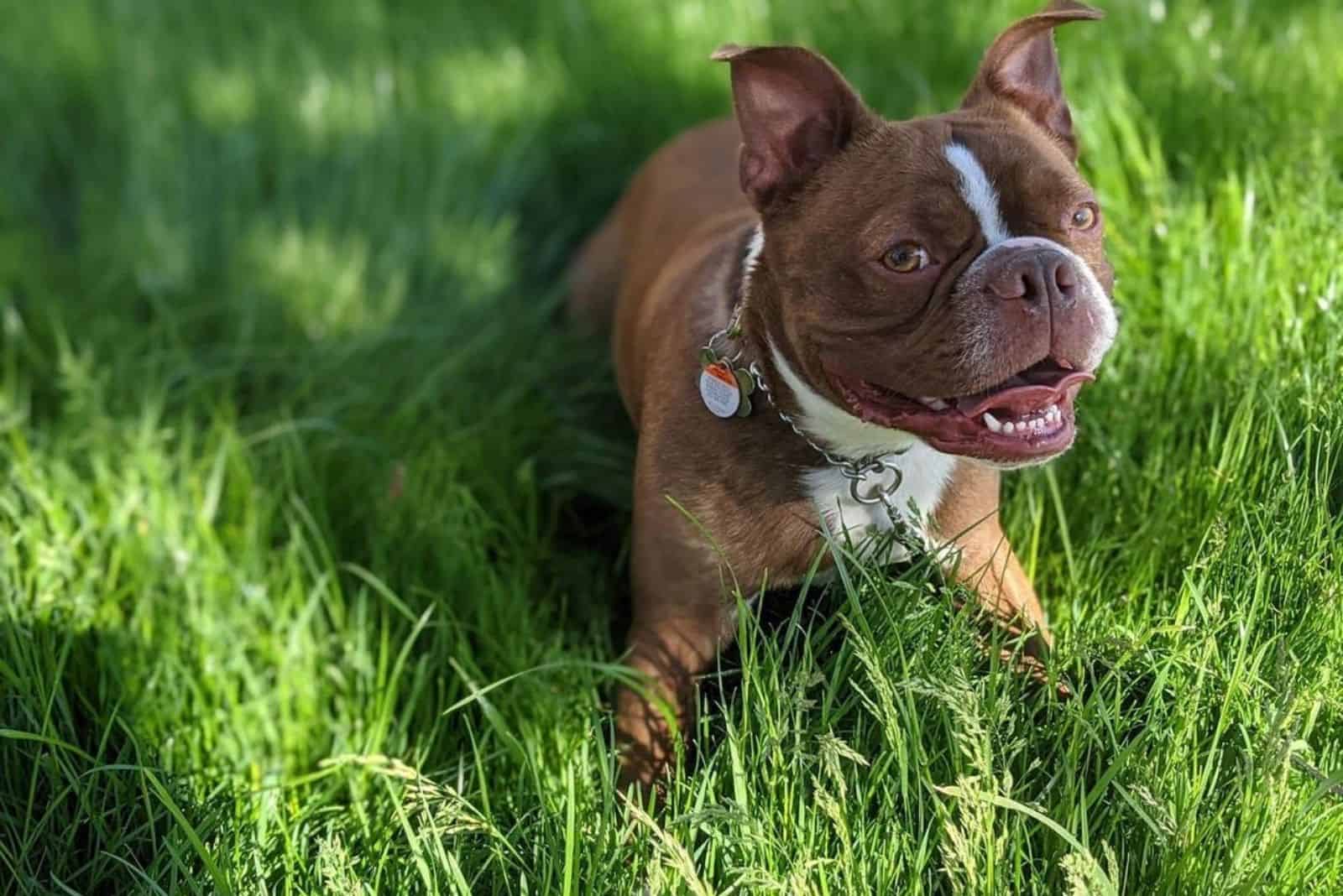 boston terrier rojo lindo en el pasto