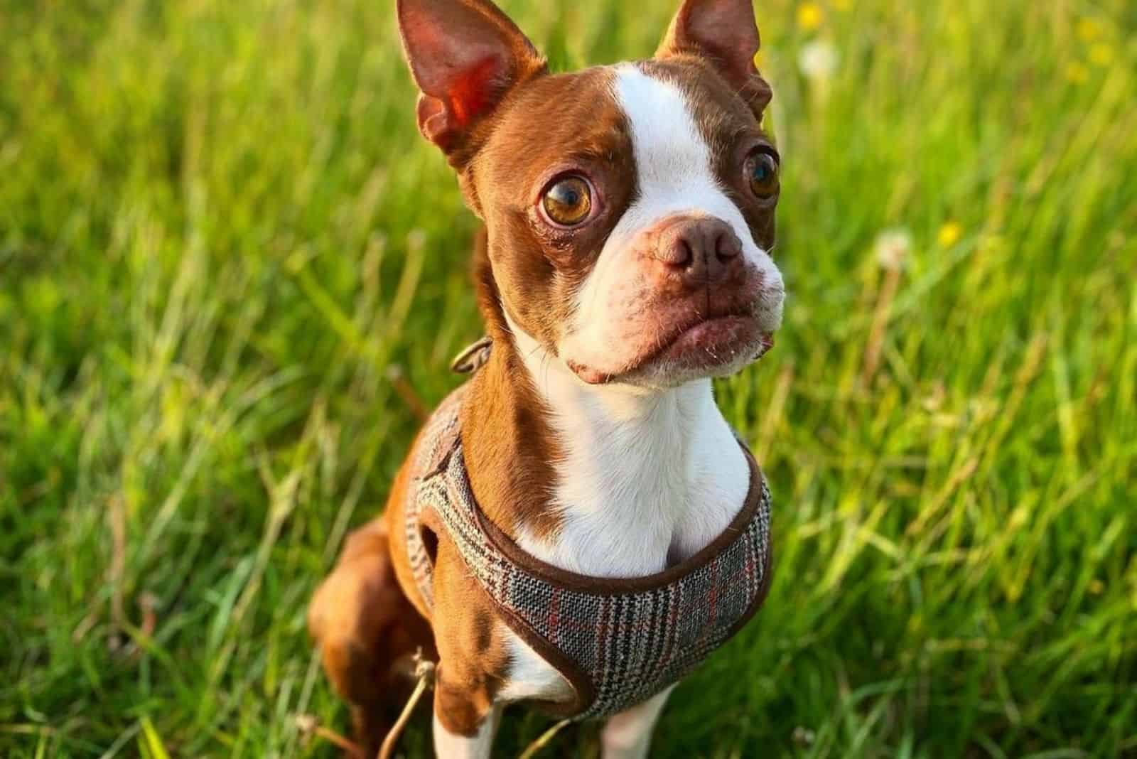 boston terrier rojo lindo en la naturaleza