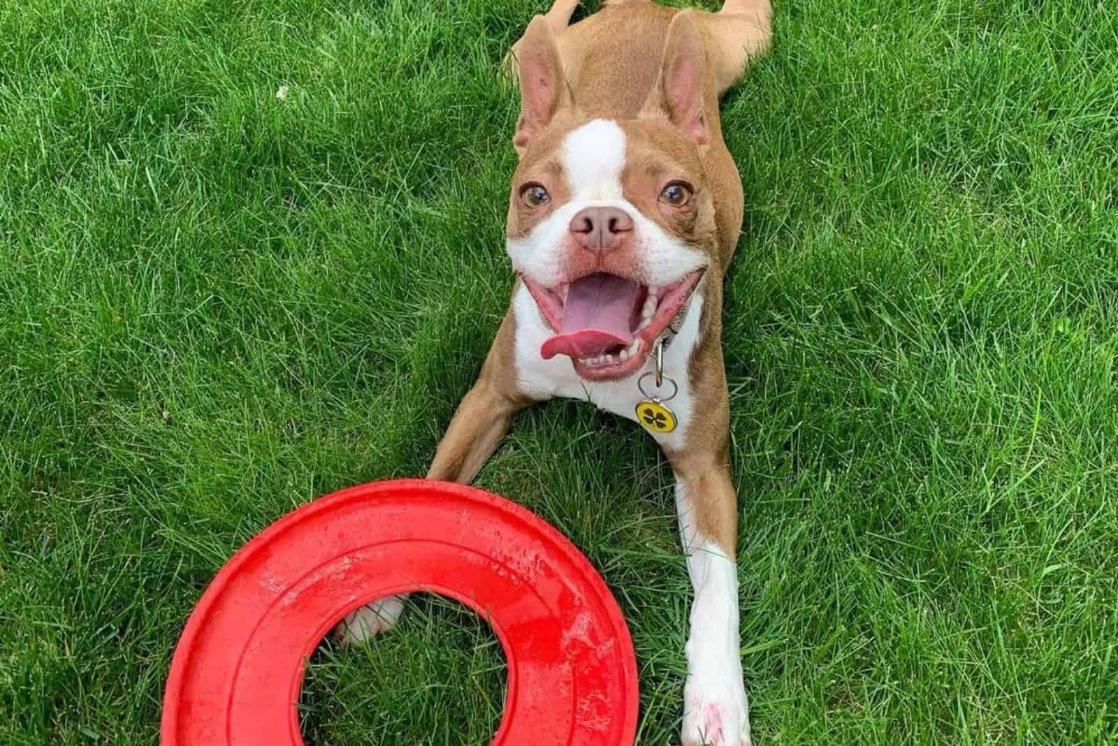 boston terrier rojo lindo jugando en el jardín