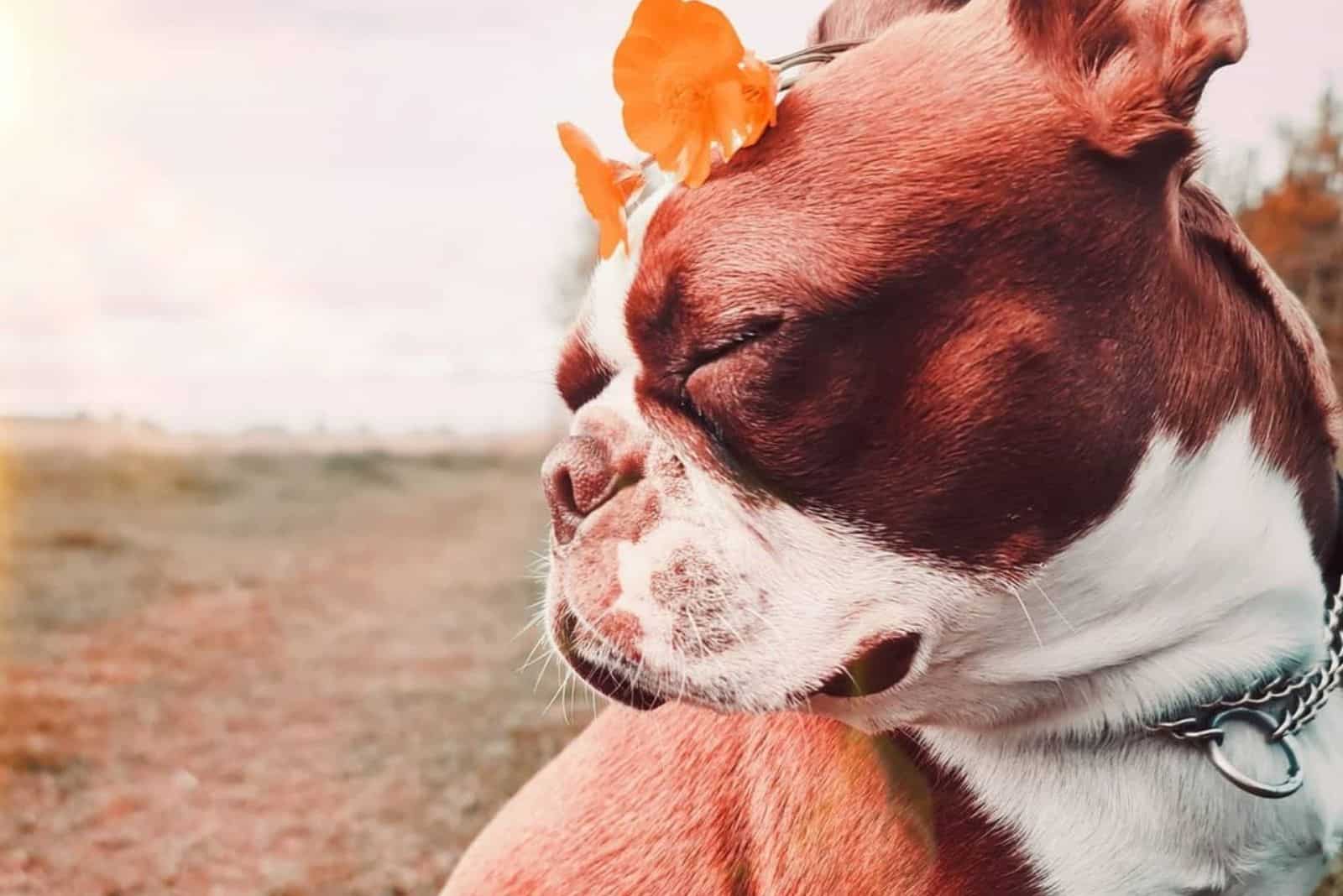 boston terrier rojo lindo dormido en la naturaleza
