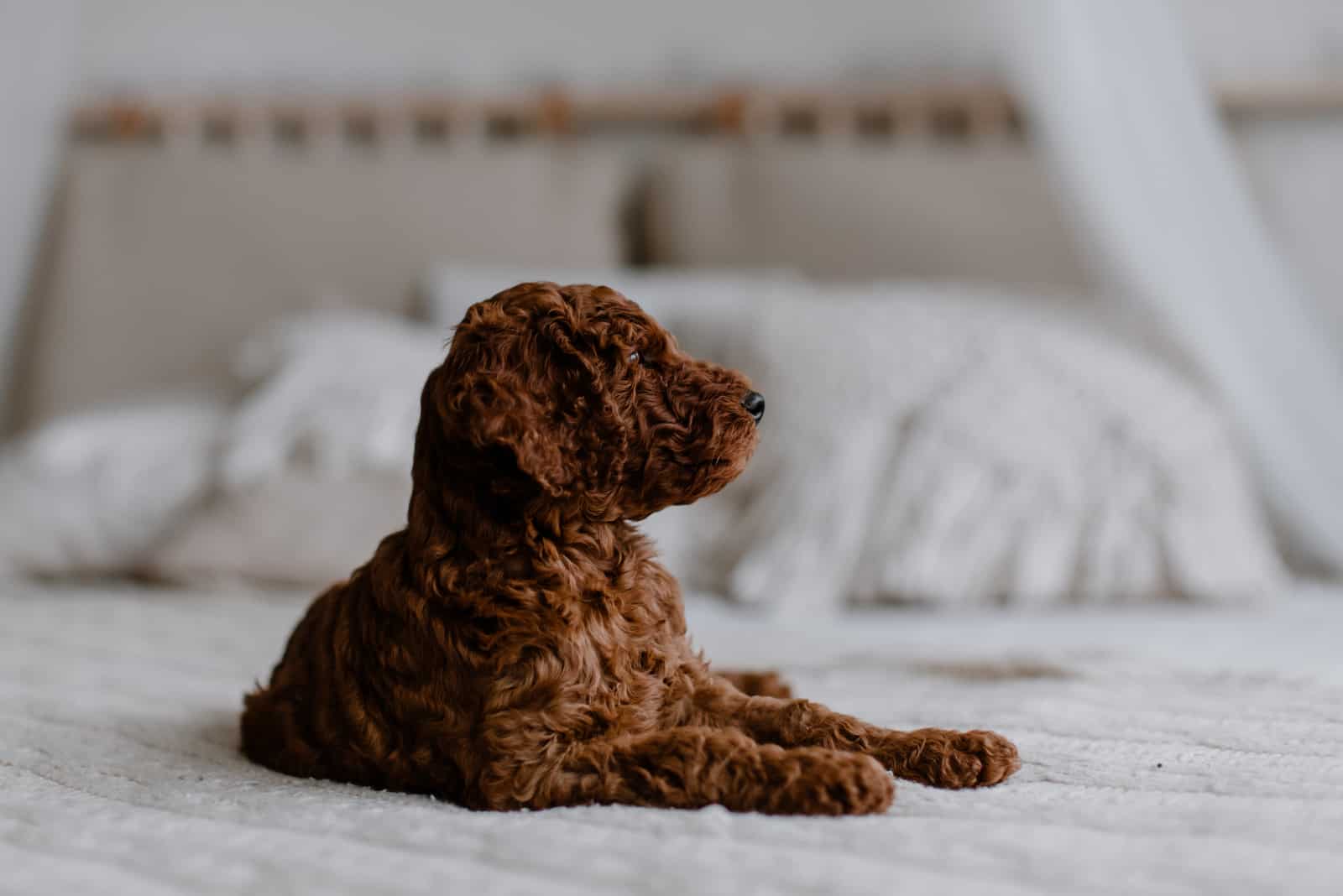 lindo caniche rojo en la cama