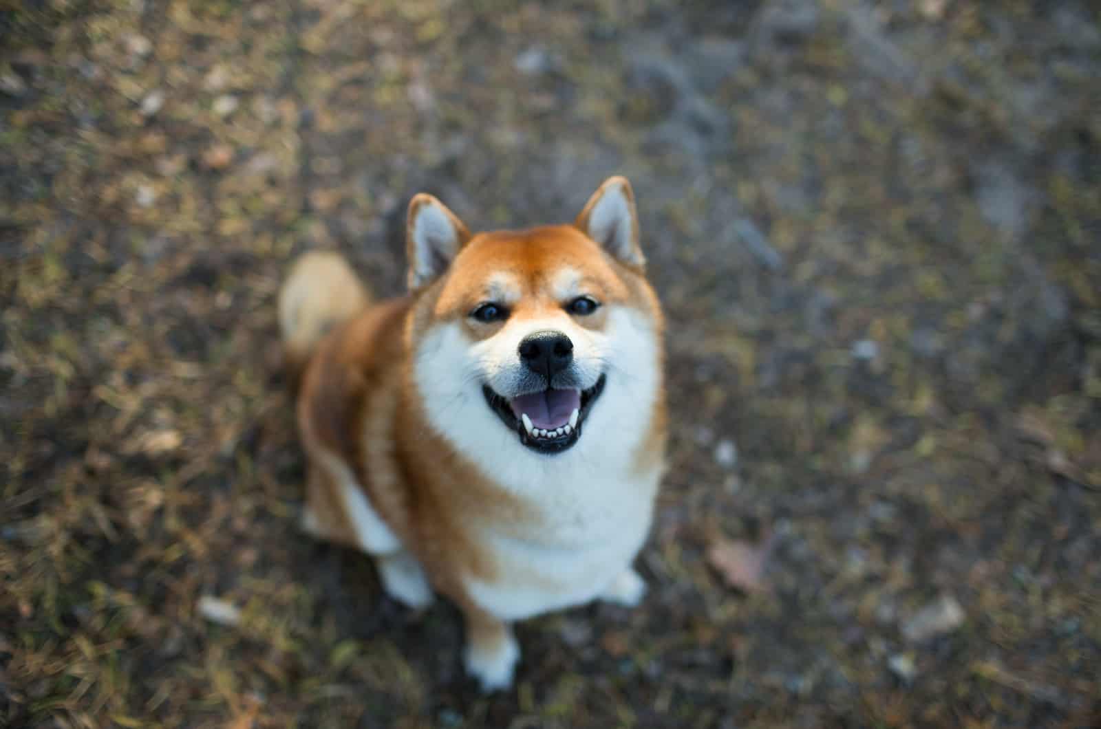 lindo shiba inu rojo mirando hacia arriba
