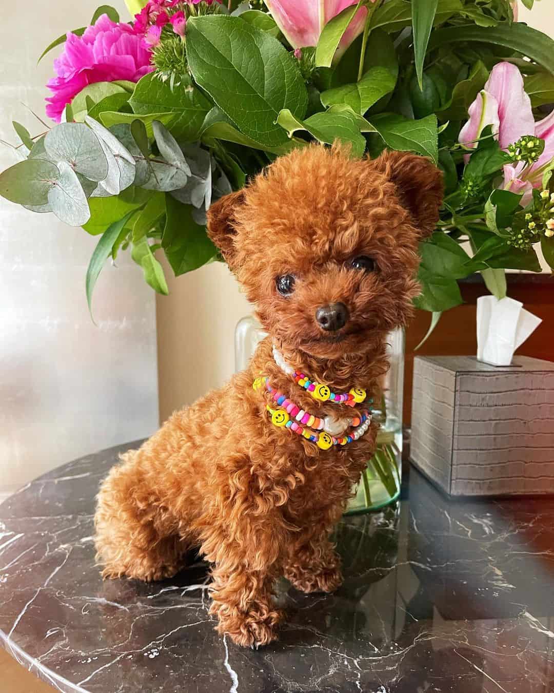 lindo caniche toy rojo sobre la mesa