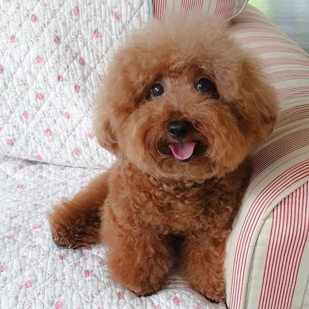 lindo caniche toy rojo