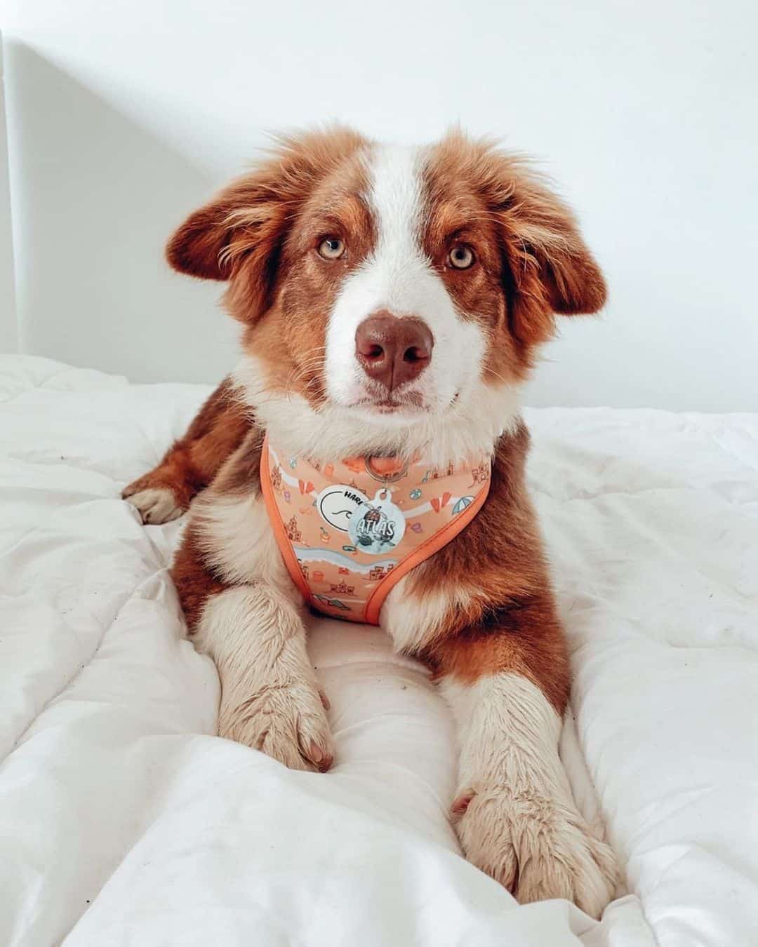 adorable cachorro de pastor australiano rojo tricolor