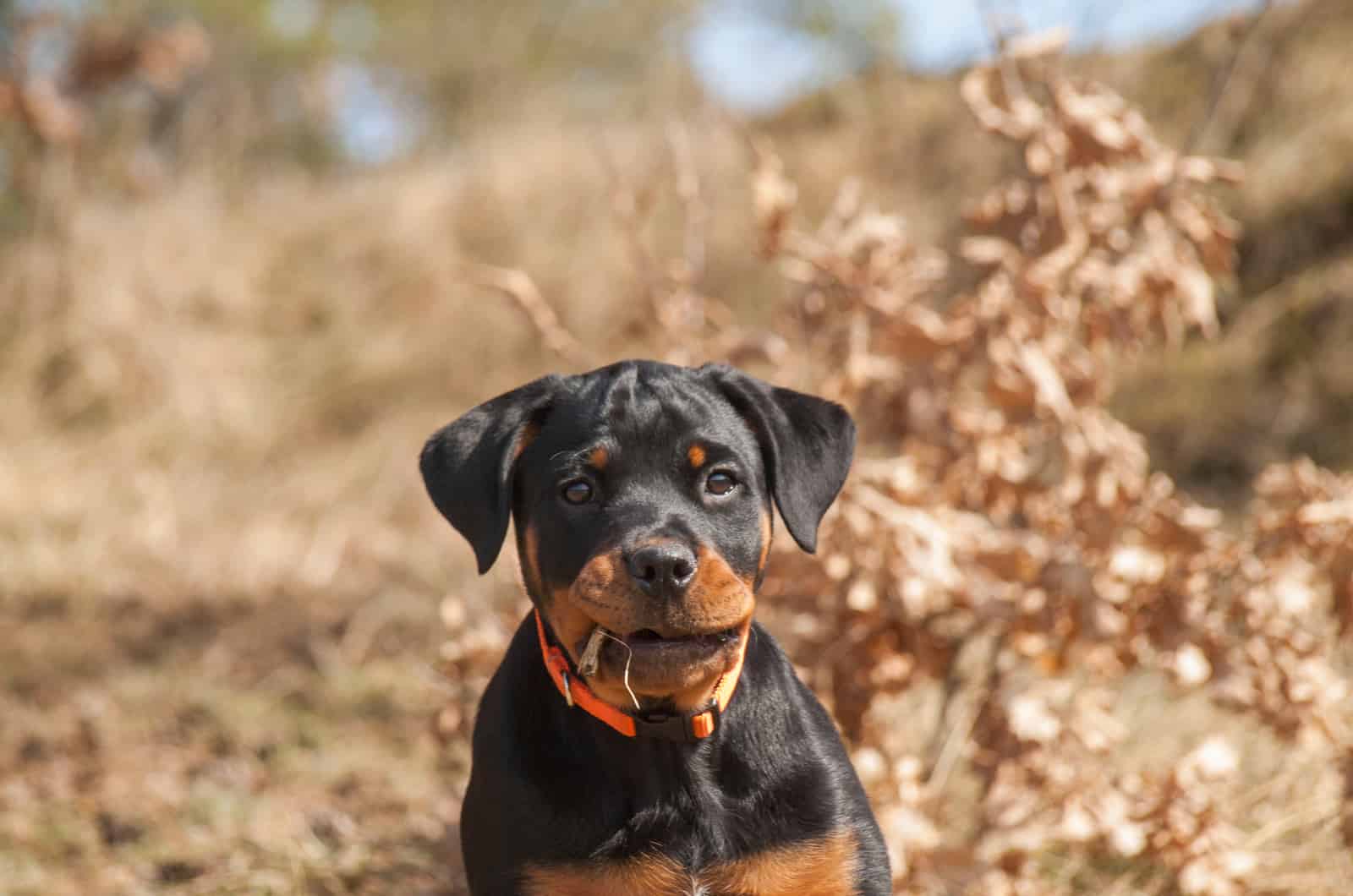 lindo cachorro de rottweiler en la naturaleza