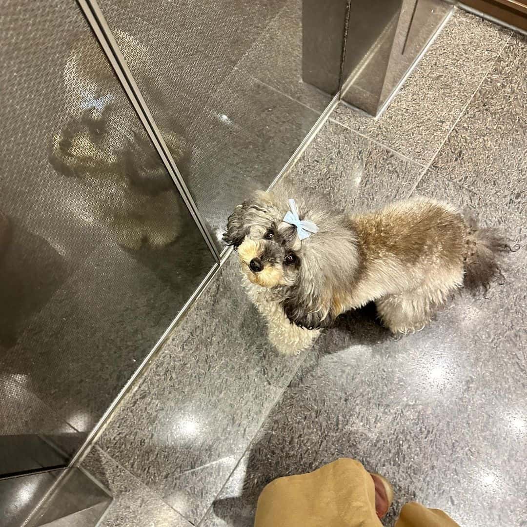 caniche sable bonito mirando hacia arriba