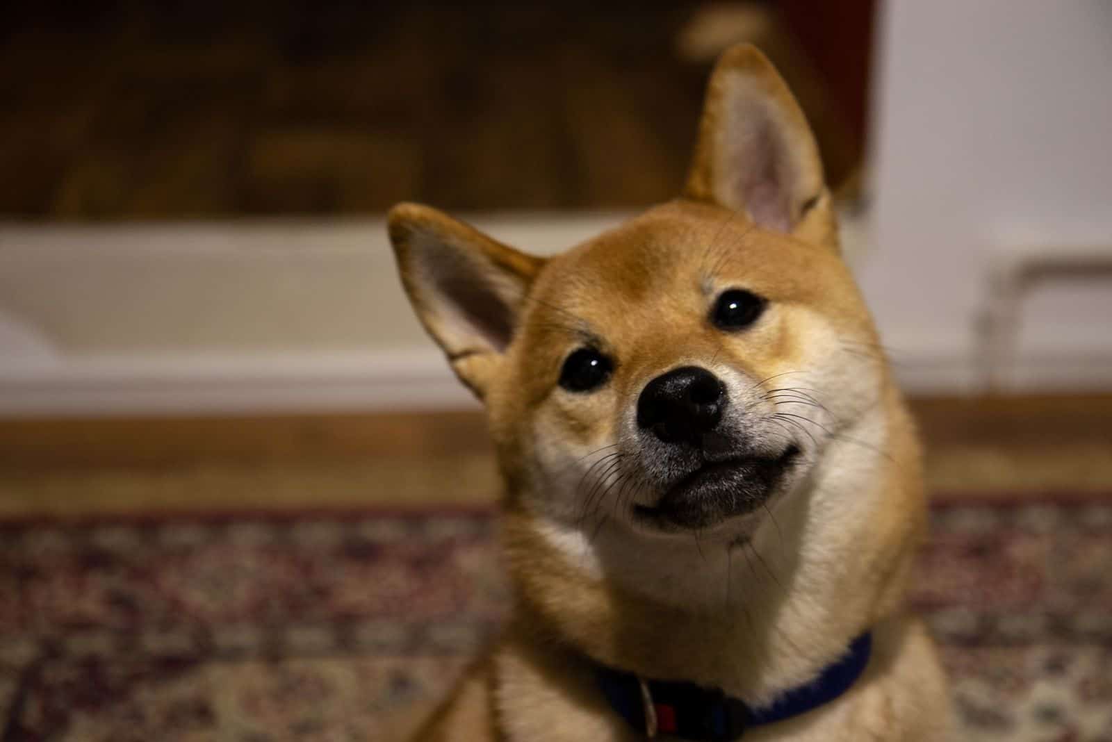 Bonito cachorro mezcla de shiba inu y corgi en primer plano mirando a la cámara
