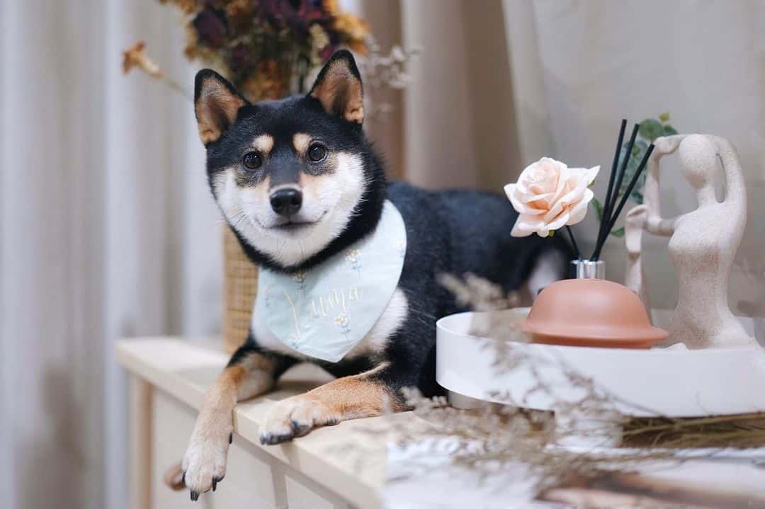 lindo cachorro shiba inu sobre un escritorio